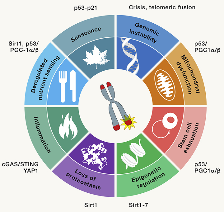 Telomeres History, Health, and Hallmarks of Aging RON DePINHO